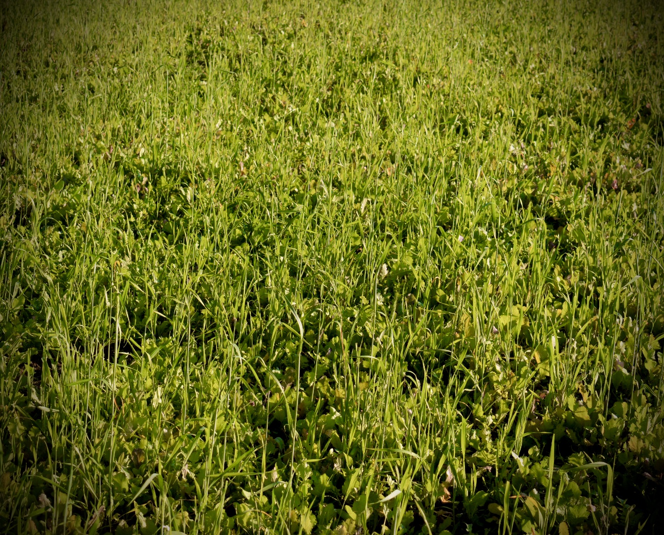 Food Plots